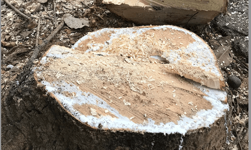 Vụ cưa trụi vườn cao su tại Chánh Phú Hòa – Bến Cát (Bình Dương): Dân cấp báo hành vi hủy hoại tài sản, công an chờ… báo “sếp” (?)