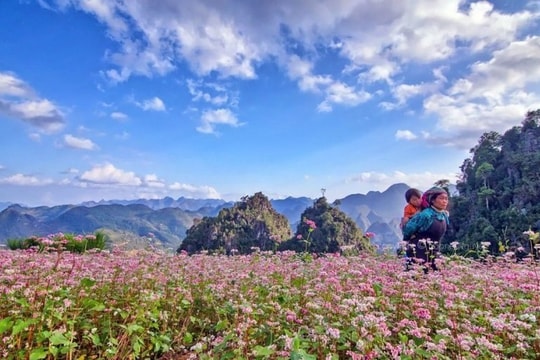 Lễ hội hoa tam giác mạch tỉnh Hà Giang năm 2021 được công chiếu trực tuyến