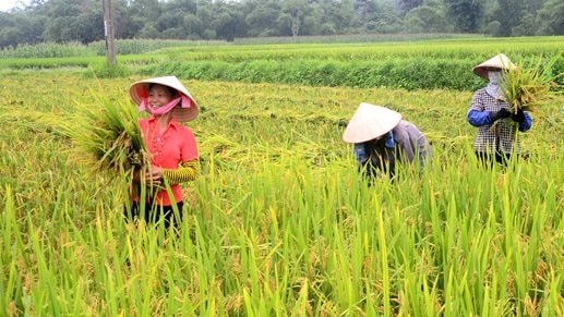 Cả nước thu hoạch được 1.339,2 nghìn ha lúa mùa