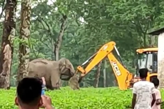 Tưởng máy xúc là kẻ địch, voi mẹ hùng hổ lao tới 'đại chiến' với cỗ máy khổng lồ để bảo vệ con