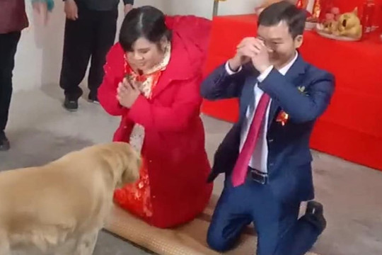 Khi một đôi vợ chồng mới cưới ở Hà Châu, Quảng Tây làm lễ thành hôn, đã xảy ra cảnh tượng 'cười nghiêng ngả'