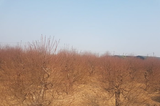 Những nụ đào chưa nở…