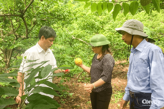 Con đường đưa nông sản lên sàn thương mại điện tử (kỳ 2): Thay đổi để vươn ra thế giới