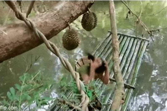 Kiểm tra sầu riêng xanh hay chín, người phụ nữ gặp hoạ bất ngờ