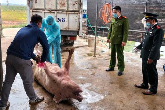 Bắc Giang: Phát hiện xe chở lợn bệnh đi tiêu thụ