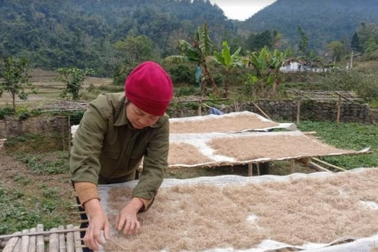 “Miến tráng tay” dong riềng: Tiếng gọi mùa xuân trên Bản Cào