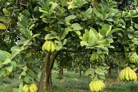 Tết Nguyên Đán: Quả phật thủ trước giờ lên đường