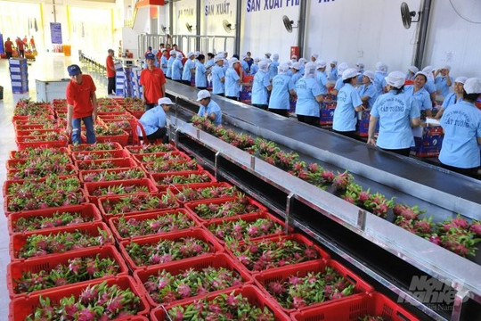 300 nghìn tấn thanh long “ngắc ngoải” chờ đầu ra