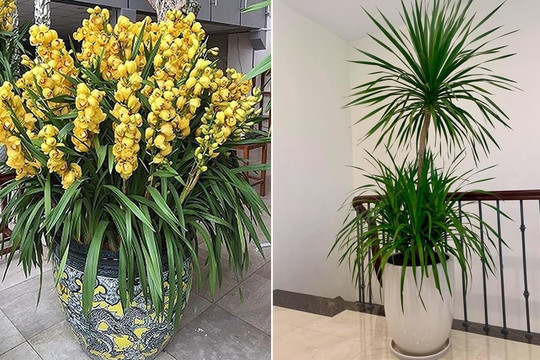 Ngày cuối năm, đặt ngay những cây cảnh hút tài hút lộc này trong nhà giúp gia chủ tài lộc hanh thông, tiền vào chật két