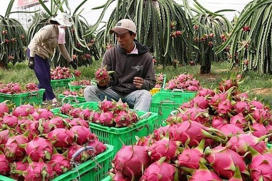 Tháo gỡ khó khăn, thúc đẩy tiêu thụ thanh long