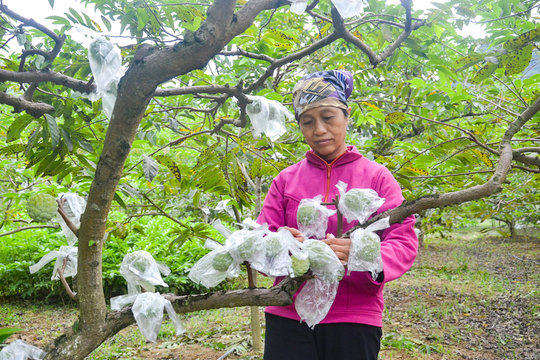 Con đường đưa nông sản lên sàn thương mại điện tử (kỳ 1): Những người thổi hồn vào na Chi Lăng