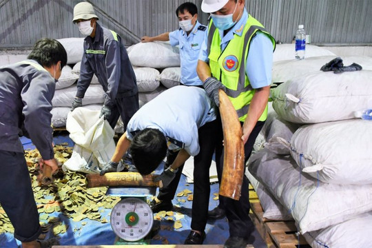 Đà Nẵng: Phát hiện số lượng lớn hàng hóa nghi là ngà voi và vảy tê tê 