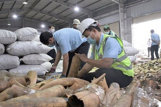 Lực lượng chức năng TP Đà Nẵng xử lý 6 tấn hàng lậu nghi là ngà voi, vảy tê tê