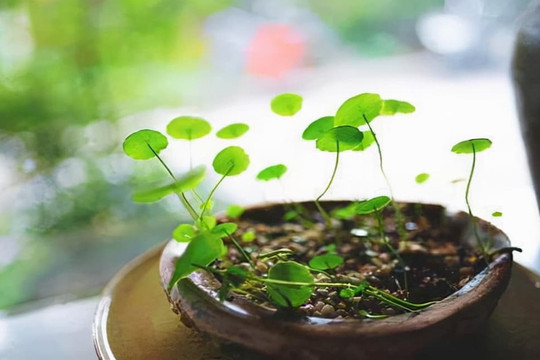 Người đã ngoài 50 nhưng lại có thể phát tài thì đa phần là những kiểu người này