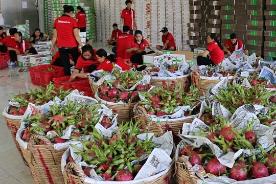 Bình Thuận xuất khẩu 120 nghìn tấn thanh long bằng đường biển