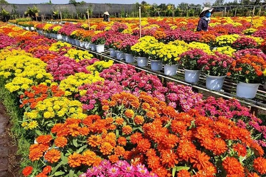 Hai làng hoa rực rỡ nhất miền Tây ngày cận Tết