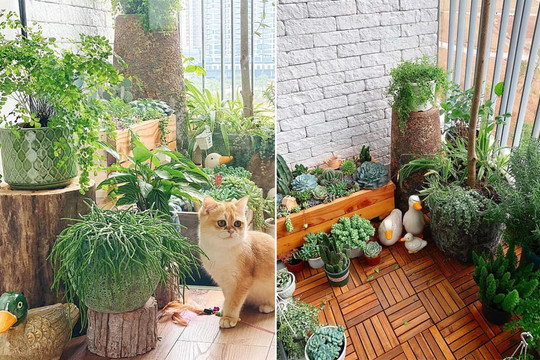 Trồng hoa, cây cảnh ở ban công có diện tích nhỏ hẹp cần lưu ý những gì để cây xanh tốt, không bị lụi