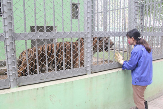 Cận cảnh quy trình chăm sóc “Chúa sơn lâm” ở Hà Nội
