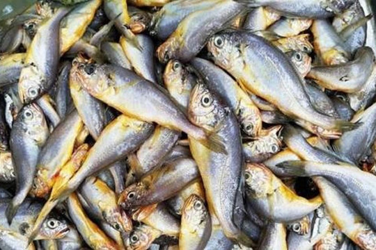 Mình thường ăn cá nên chọn 3 loài cá này, không có cách nào nuôi nhân tạo nên cứ tự tin mà ăn