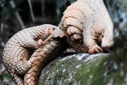 Nhiều đối tượng bị truy tố vì buôn bán vảy Tê Tê