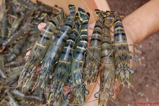 Nhiều thị trường tiềm năng cho tôm Việt