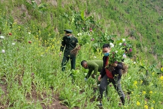 Bắt giữ đối tượng trồng hơn 3.000 cây thuốc phiện nằm sâu trong núi