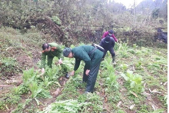 Nhổ bỏ, tiêu hủy hơn 8.000 cây thuốc phiện trồng trái phép tại Cao Bằng