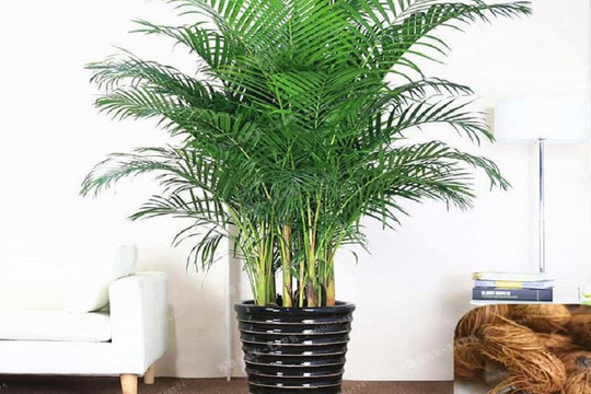 Những loại cây này trồng trong phòng ngủ vừa dễ bảo quản lại đẹp mắt, còn giúp bạn ngủ ngon, vận khí tốt hơn