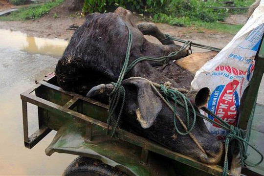 Rét đậm, rét hại khiến hơn 1000 gia súc chết rét