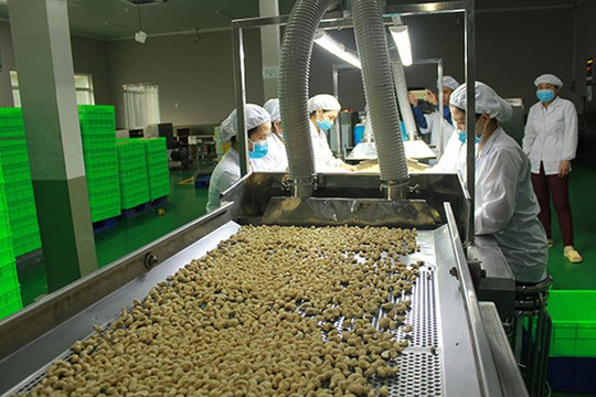 Ngành điều xin hạ chỉ tiêu xuất khẩu năm 2022