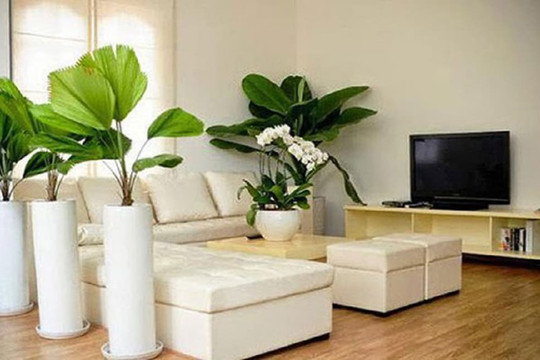 Thầy phong thủy: Đặt một cây tài lộc ở những vị trí này trong nhà không những không thu hút được của cải mà còn khiến bạn càng ngày càng nghèo