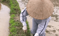 Đang lúi húi cắt cỏ, thiếu nữ bất ngờ ngẩng mặt lên làm đốn tim bao chàng trai