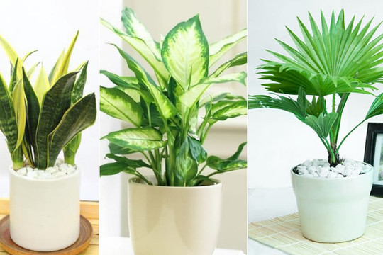 10 loại cây trồng trong nhà vệ sinh giúp khử mùi hôi, lọc không khí, bạn đã biết chưa?