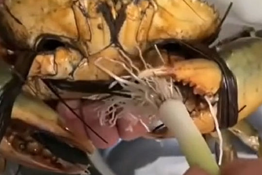 Gia chủ khoe 'bộ dao' độc lạ dùng để cắt rễ hành khiến ai xem cũng phải bái phục