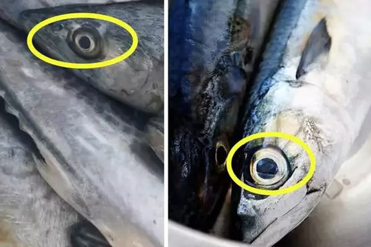 Khi mua cá thu có sự khác biệt lớn giữa mắt to và mắt nhỏ, nhớ mẹo sau để mua được cá thu tươi ngon vừa miệng