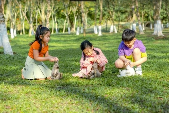 Chim công, vịt trời, thiên nga làm tổ trong khu đô thị Ecopark  