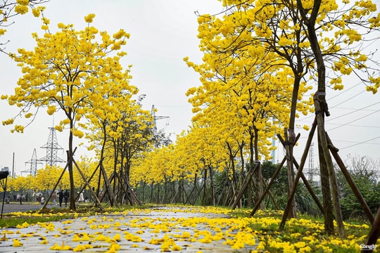 Cung đường rực rỡ sắc hoa giữa lòng Hà Nội