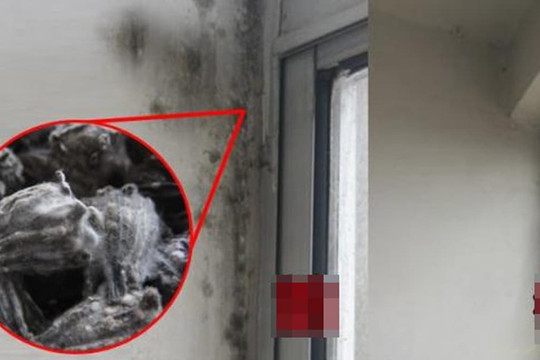 Siêu sạch! Chỉ cần nửa tiếng là có thể tiêu diệt hết “ung thư tường” và “nấm mốc”! Gia đình sống khỏe mạnh hơn!