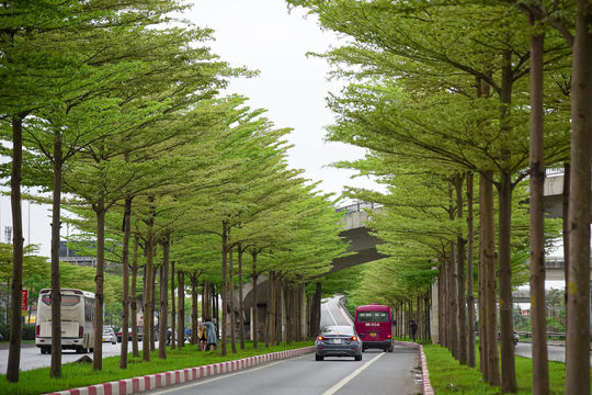 Hàng cây bàng lá nhỏ thay lá đẹp như phong cảnh châu Âu 