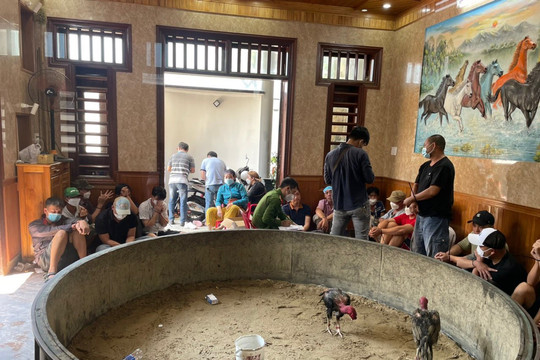 Triệt phá sới đá gà ăn tiền trong nhà tại Đà Nẵng