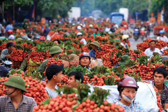 Bắc Giang: Xúc tiến xuất khẩu vải thiều sang Mỹ