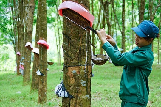 Doanh nghiệp cao su thận trọng đặt mục tiêu lợi nhuận