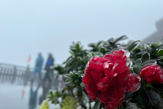 Đỗ quyên nở đỏ rực rỡ trong băng trên đỉnh Fansipan
