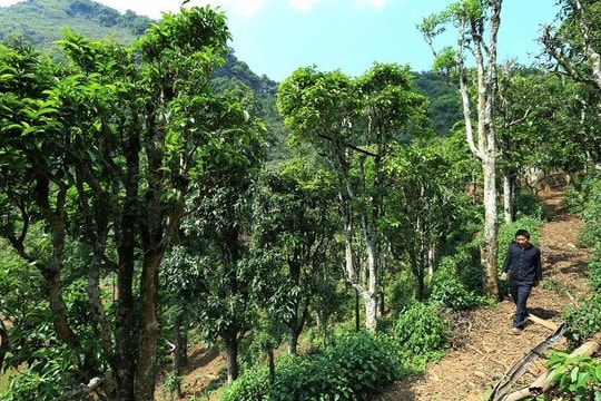 Quần thể chè Shan tuyết ở Điện Biên được công nhận là Cây di sản Việt Nam