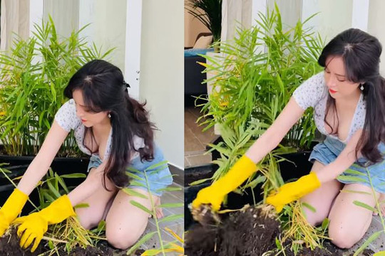 Bà Tưng khiến dân tình 'toát mồ hôi' vì mặc đồ hở khi thu hoạch gừng, để lộ vết sẹo dài nhưng ít người chú ý