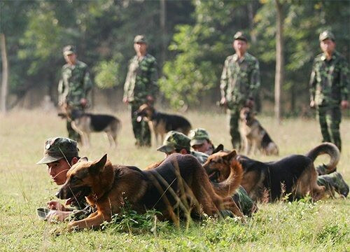Bộ đội biên phòng nâng cao chất lượng huấn luyện và phòng, chống dịch Covid-19 trong giai đoạn hiện nay