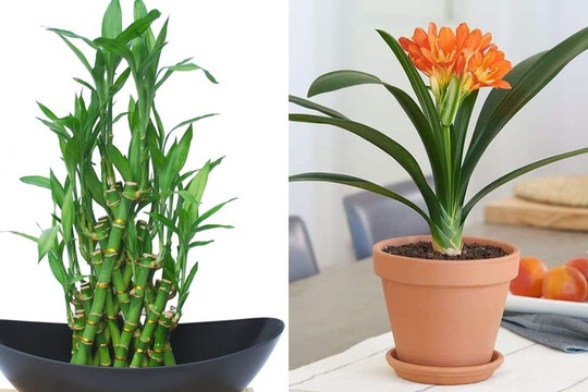 Nhà giàu chiêu tài đón lộc bằng những loại cây này, đặt ngay trong bếp nếu bạn muốn tiền bạc ào ào chảy vào nhà