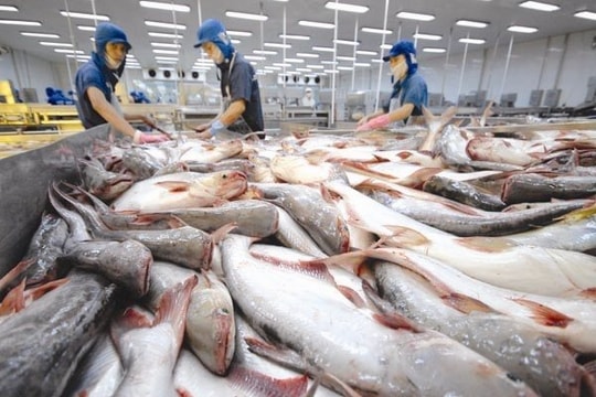 Xuất khẩu cá tra quý II có thể tăng 50% so với cùng kỳ 2021