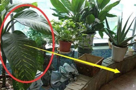 Vật này không được đặt ở ban công, nếu không càng để lâu càng hao tài tốn của, nhất là cái thứ hai, mau ném nó đi