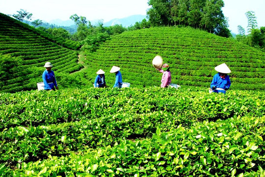 Thái Nguyên: Đầu tư hơn 1.200 tỉ cho vùng chè 